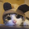 0帕格尼尼0