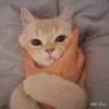 weixin_cnjjs
