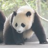 jiaoyang0219