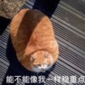KINGHOG