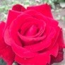 loverfirst2