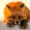 GLWIN7