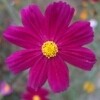 老菊