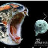 火龙哥哥