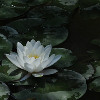 芳草