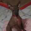 manpawoniu