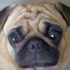 puppug