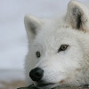 whitewolf1118