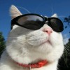 Uncle cat_11