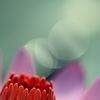 肥鱼_168