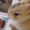 蕶点荣耀
