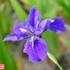 烟树云峰