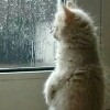 oldcatoldcat11