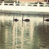 weixin_31czi
