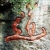 青石道人