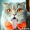 风盟华仔