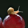 昴星