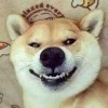 只醉金米