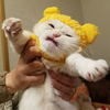 小蜂窝网