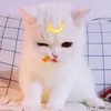 sina_r9t23