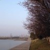 K心