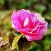 sina_4465oeq617