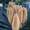波灬少