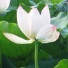 muqingmiushu慧瑞
