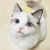 浮华乱流年丶