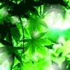 云轩俊杰
