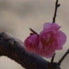 weixin_q982412z