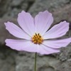 weixin_54z425y3