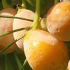 葵花子