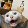 猫妖CR7
