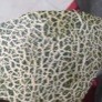 sina_v6602r4164