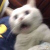 孔雀