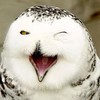 猪鼻子同学