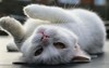 �L����Ƿ��