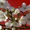 云墨初霁