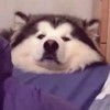 Ktfelix 